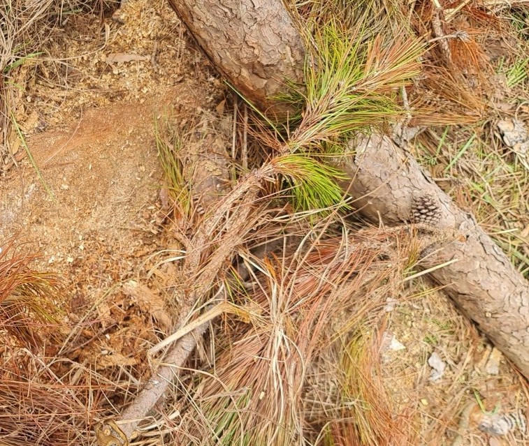 Hàng loạt cây thông bị cưa hạ tại khu vực lấn chiếm đất rừng ở Đà Lạt