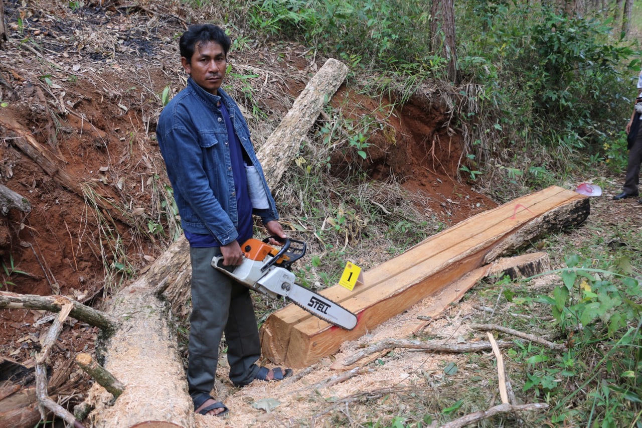 Điều tra, truy tố theo thủ tục rút gọn vụ phá rừng phòng hộ ngày 29 Tết 