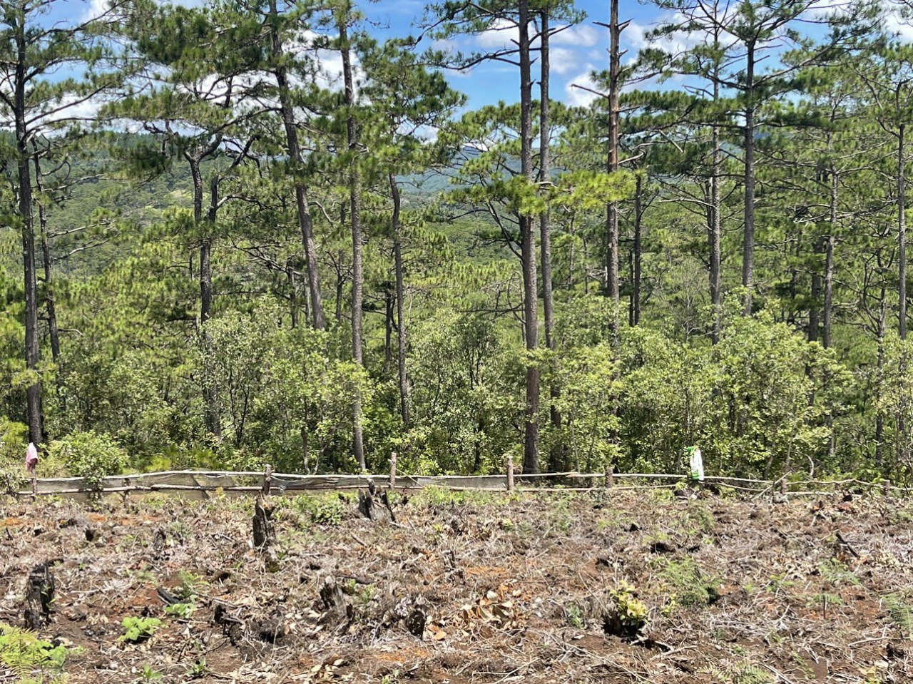 Lâm Đồng yêu cầu chưa điều chỉnh 3 loại rừng thuộc vườn quốc gia