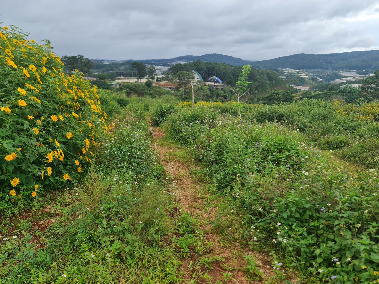 Công an điều tra nghi vấn làm giả văn bản cho mở đường ở Đà Lạt