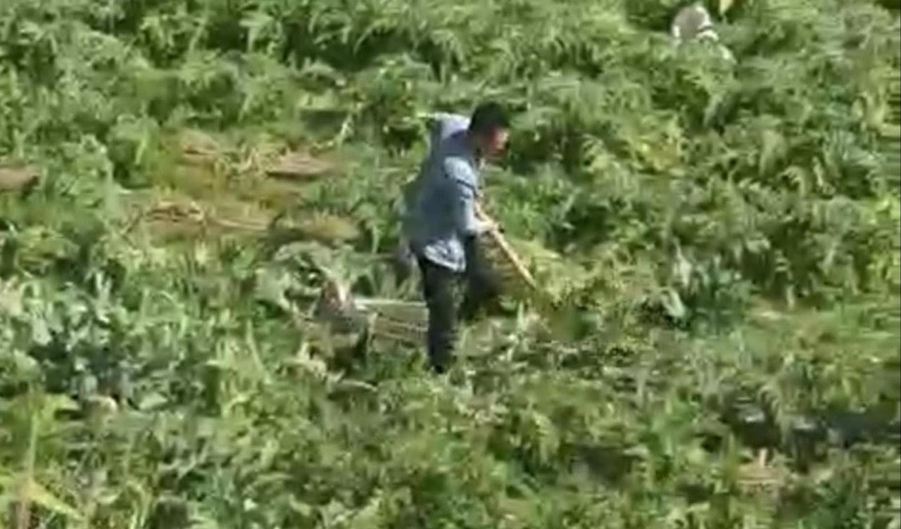 Vướng lao lý vì thuê người chặt phá cây atiso trên đất tranh chấp