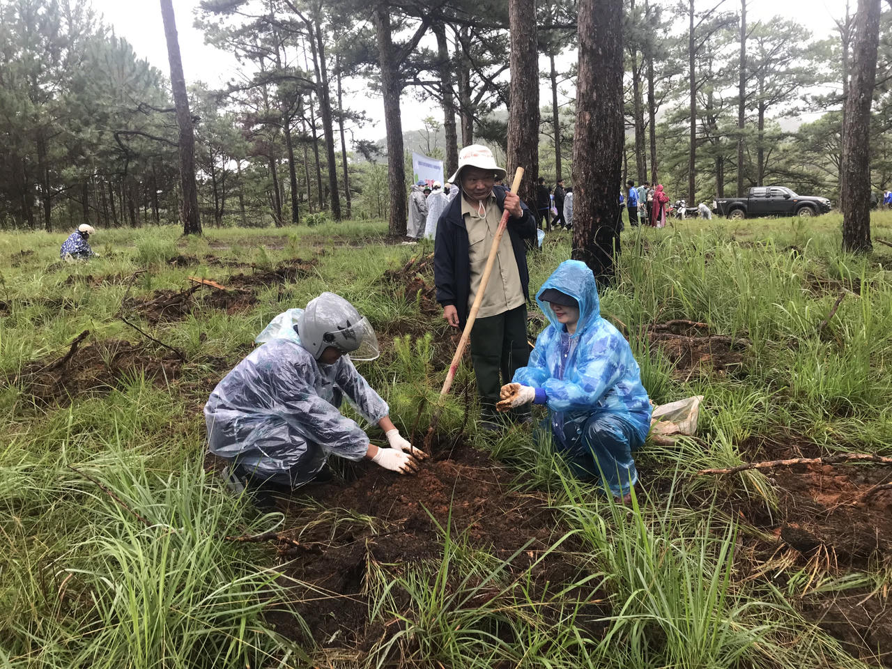 Thanh niên Lâm Đồng 'đội mưa' trồng rừng
