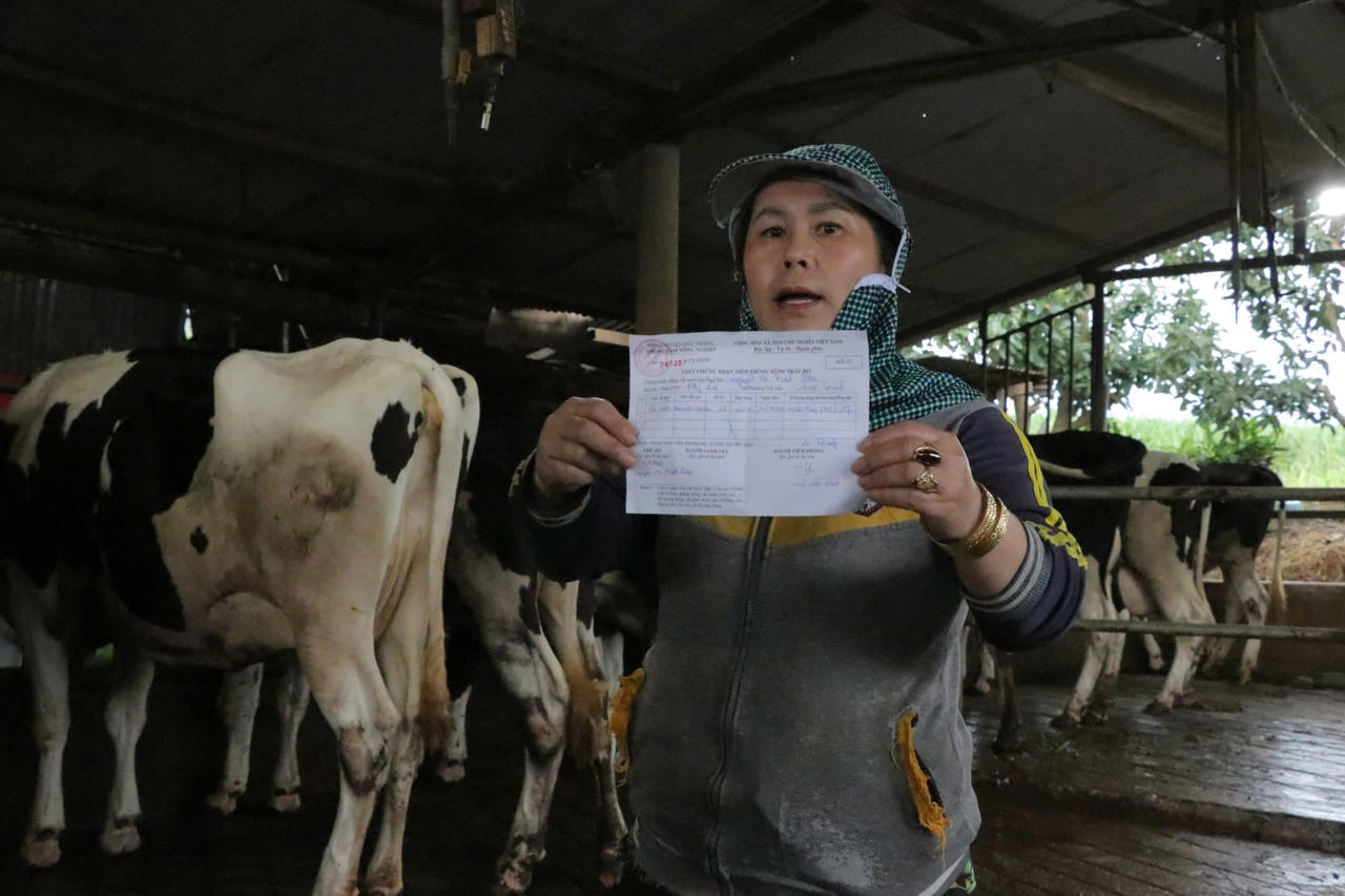 Bò sữa chết hàng loạt ở Lâm Đồng