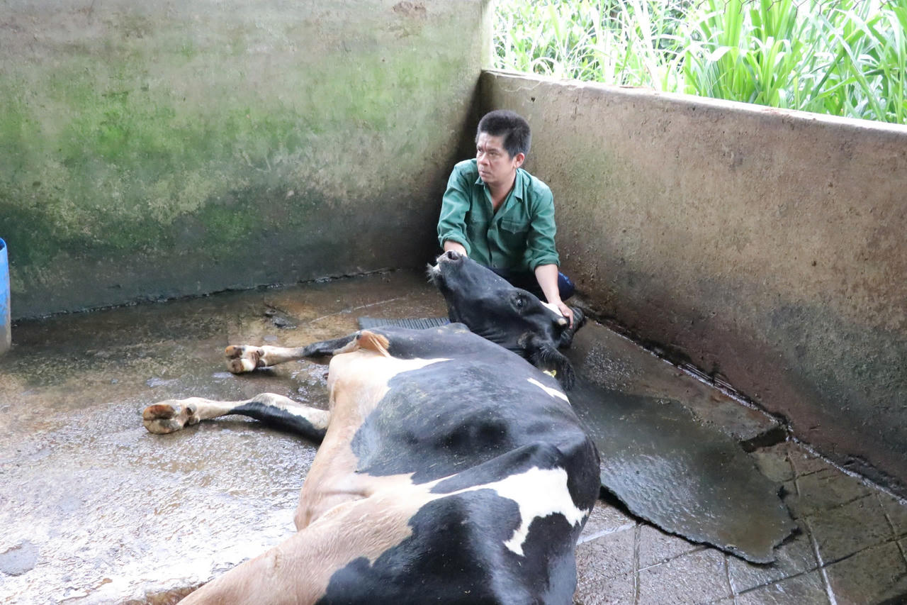 Bò sữa chết hàng loạt ở Lâm Đồng