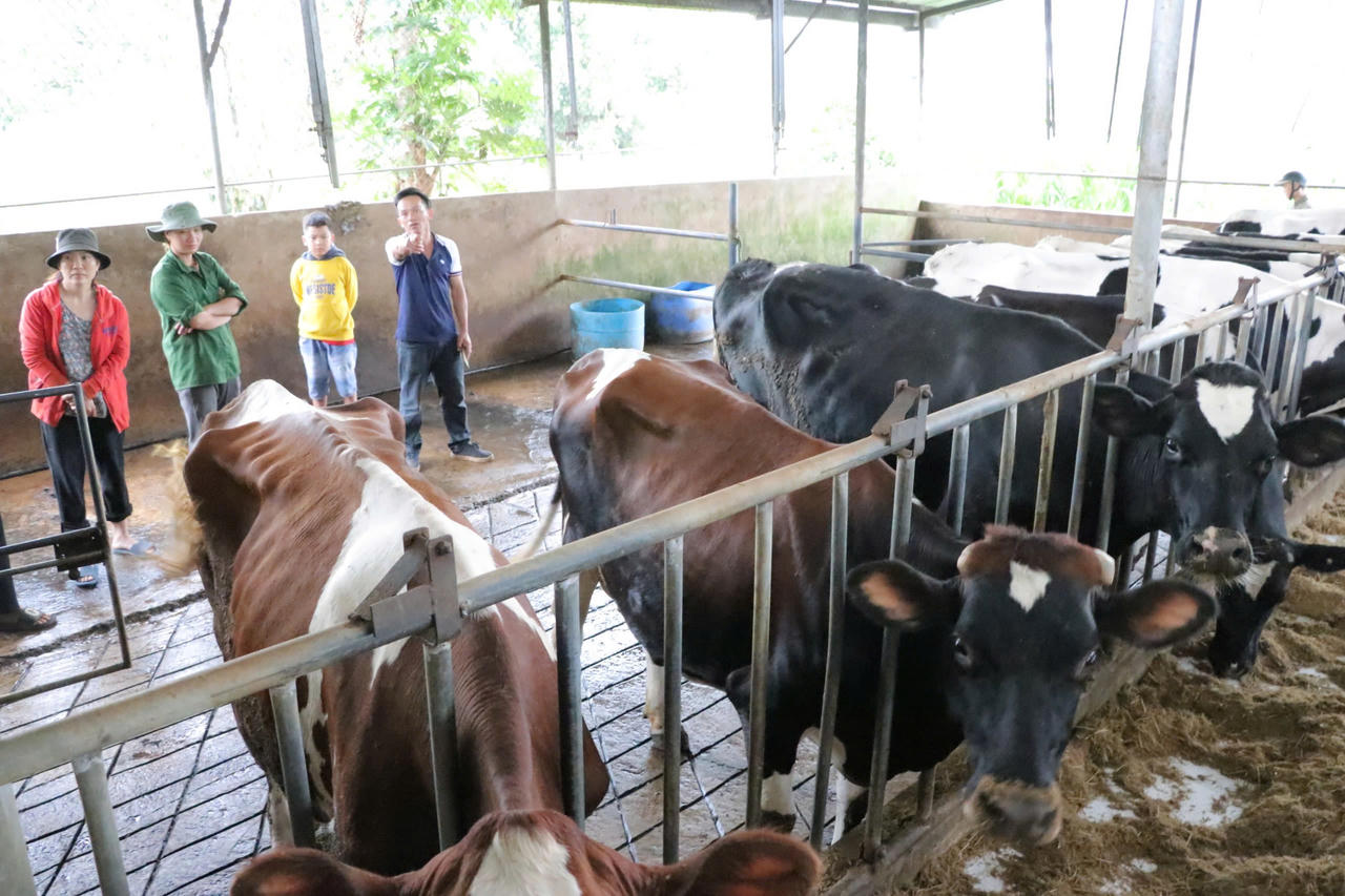 Bò sữa chết hàng loạt ở Lâm Đồng