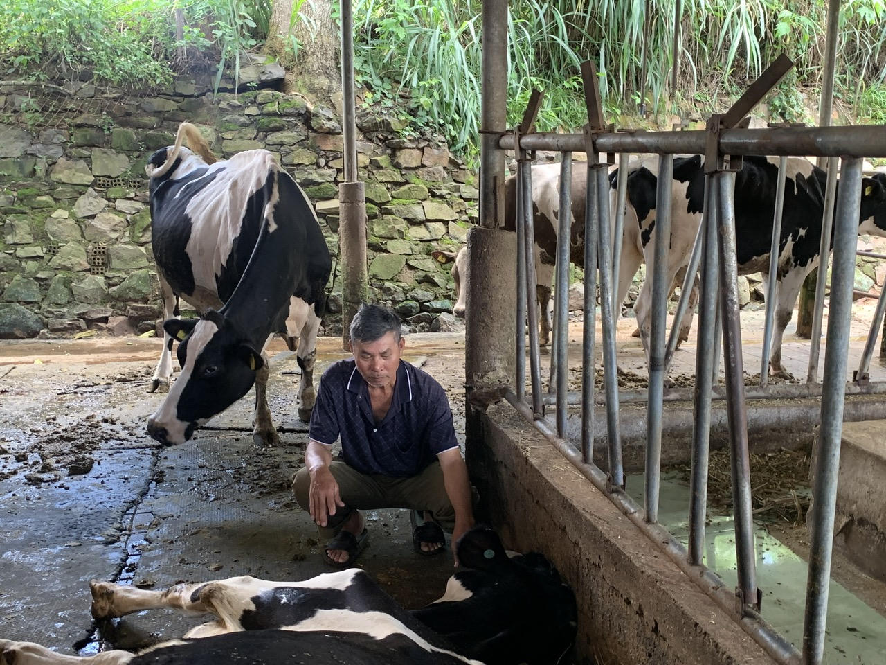 Thêm nhiều con bò sữa chết, Lâm Đồng kiến nghị Bộ NN&PTNT chỉ đạo sớm xác định nguyên nhân 