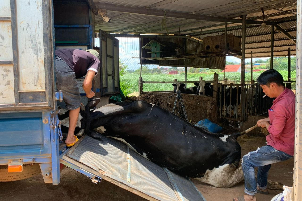 Lâm Đồng lập tổ hỗ trợ bồi thường cho người dân có bò sữa bị chết 