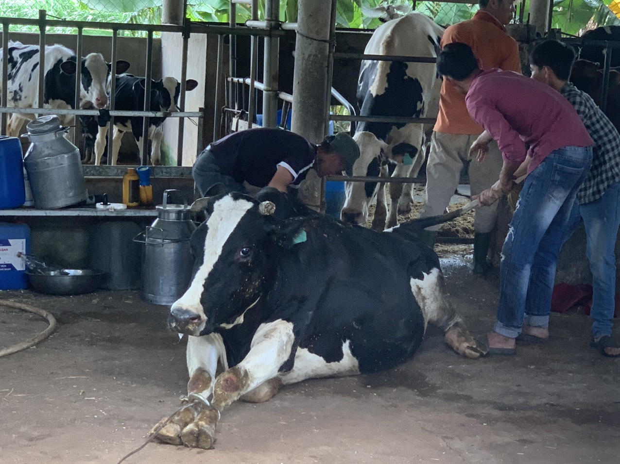 Lâm Đồng tăng cường lực lượng thú y về khu vực có bò sữa chết hàng loạt