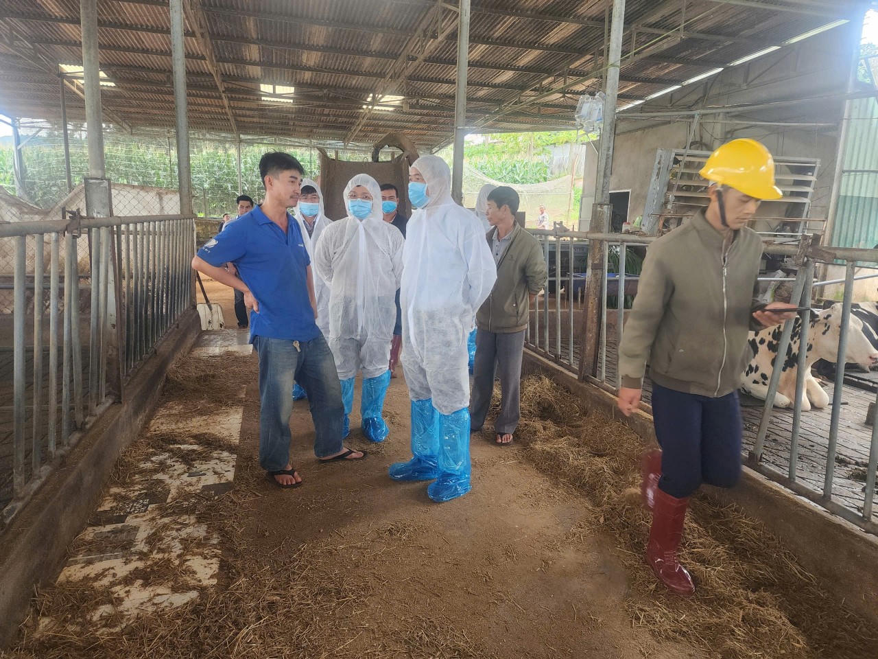 Thứ trưởng Bộ NN&PTNT kiểm tra khu vực bò sữa chết hàng loạt tại Lâm Đồng