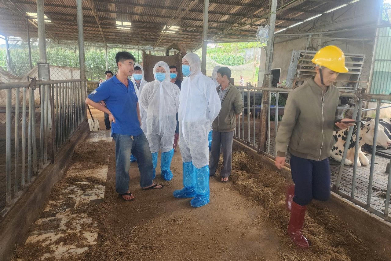 Thêm nhiều con bò sữa chết, Lâm Đồng kiến nghị Bộ NN&PTNT chỉ đạo sớm xác định nguyên nhân 