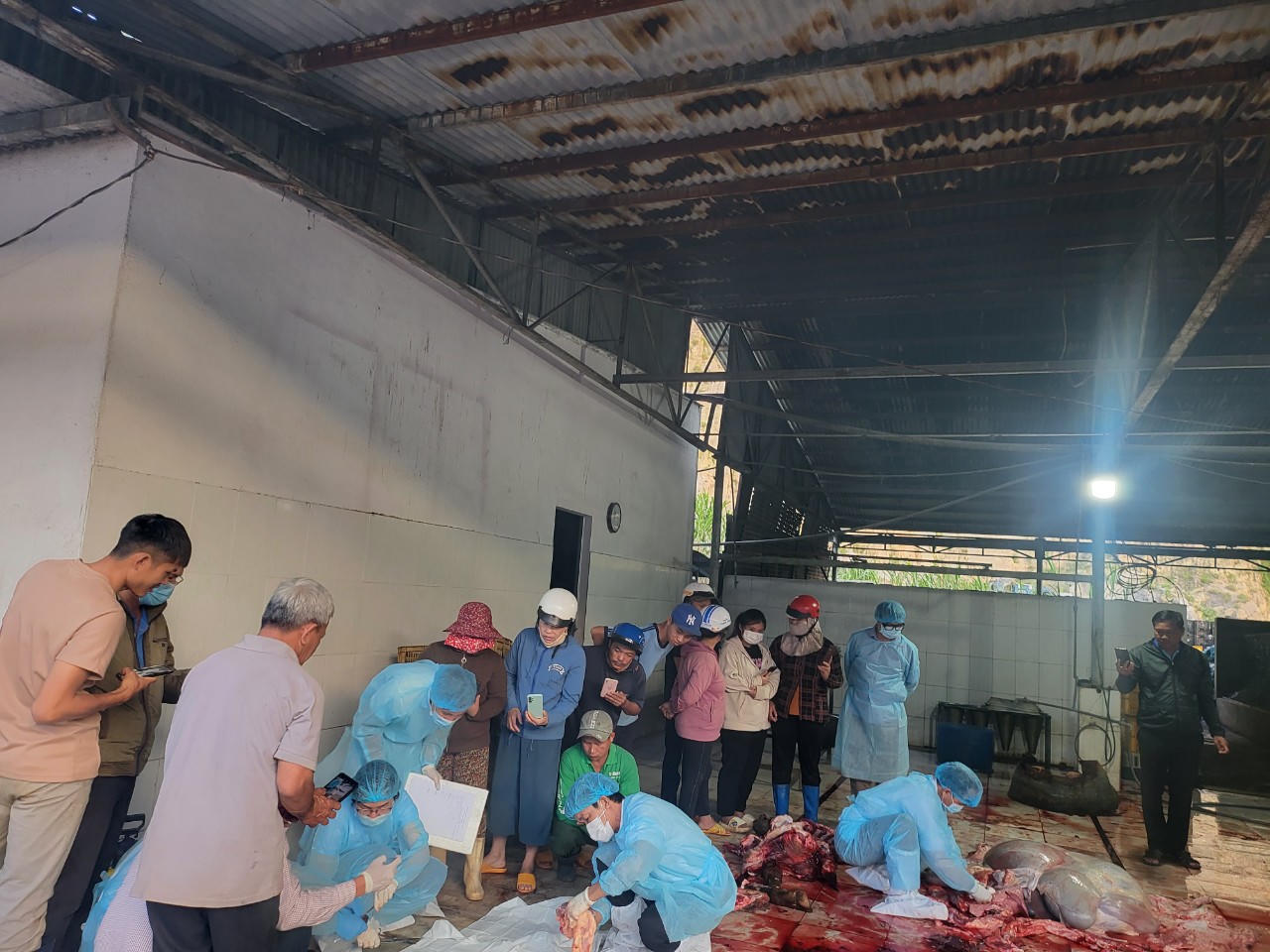 Thêm nhiều con bò sữa chết, Lâm Đồng kiến nghị Bộ NN&PTNT chỉ đạo sớm xác định nguyên nhân 