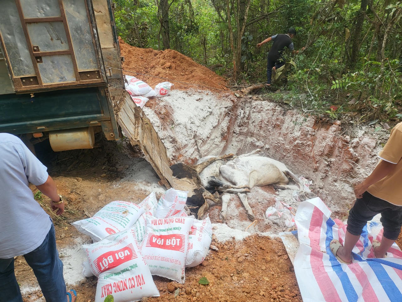 Thêm nhiều con bò sữa chết, Lâm Đồng kiến nghị Bộ NN&PTNT chỉ đạo sớm xác định nguyên nhân 