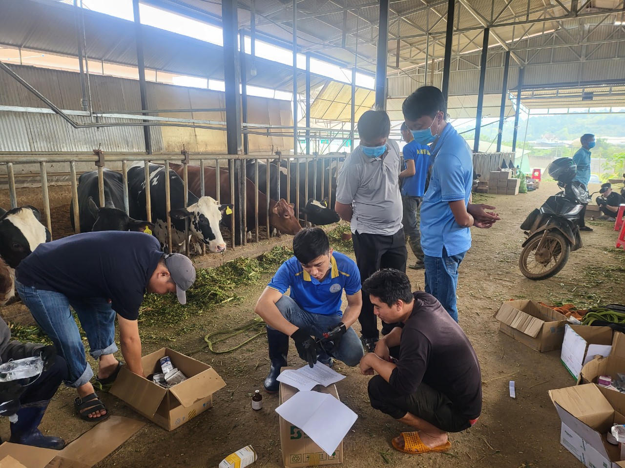 Vụ hàng loạt bò sữa chết: Loại vaccine tiêm cho bò lần đầu sử dụng ở Lâm Đồng