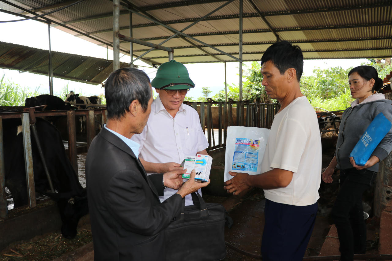 Vụ hàng loạt bò sữa ở Lâm Đồng chết: Người dân huyện Lâm Hà tự điều trị khỏi bệnh cho bò