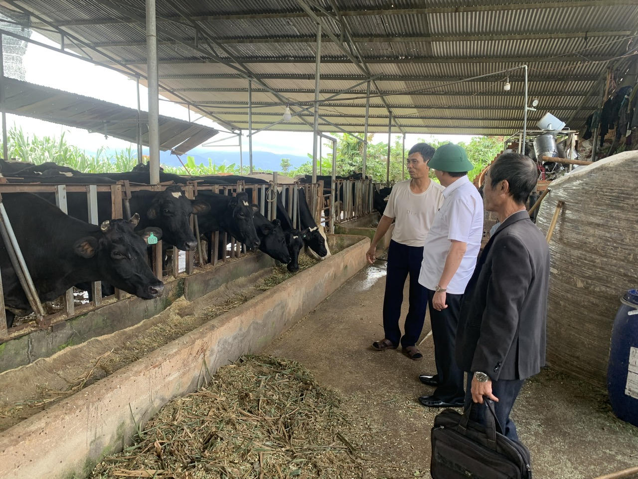 Vụ hàng loạt bò sữa ở Lâm Đồng chết: Người dân huyện Lâm Hà tự điều trị khỏi bệnh cho bò