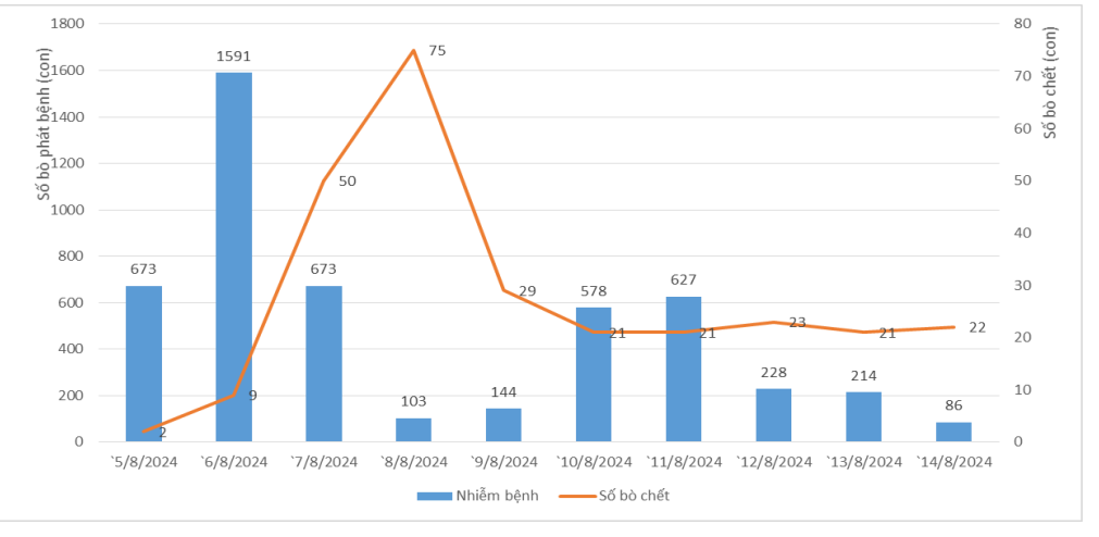 Yêu cầu theo dõi kỹ bò sữa được tiêm vaccine viêm da nổi cục tại Lâm Đồng