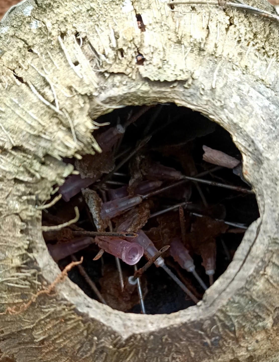 Đặt bẫy kim tiêm trên diện tích lấn chiếm đất rừng 