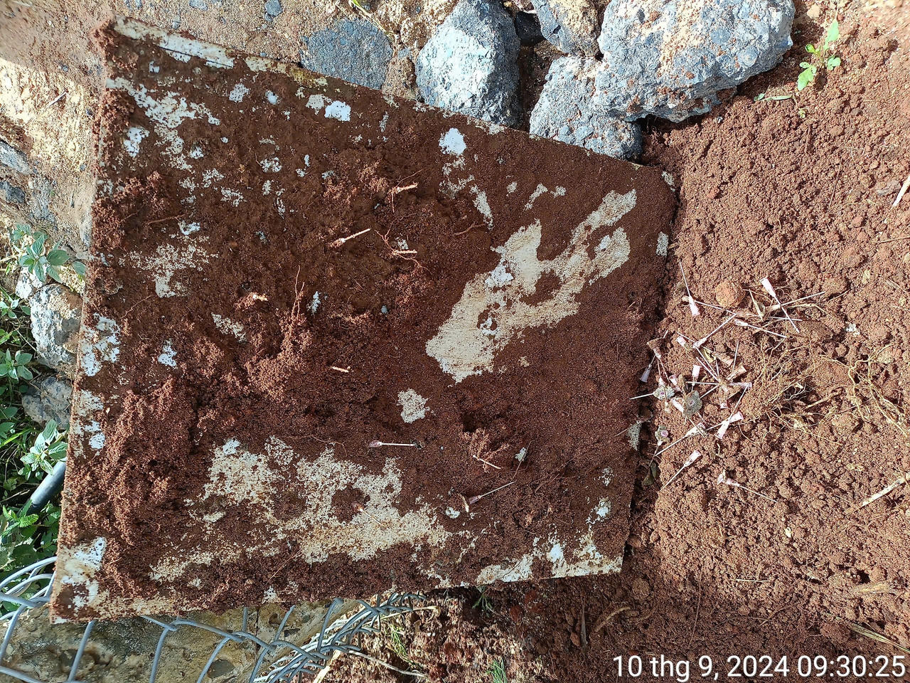 Đặt bẫy kim tiêm trên diện tích lấn chiếm đất rừng 