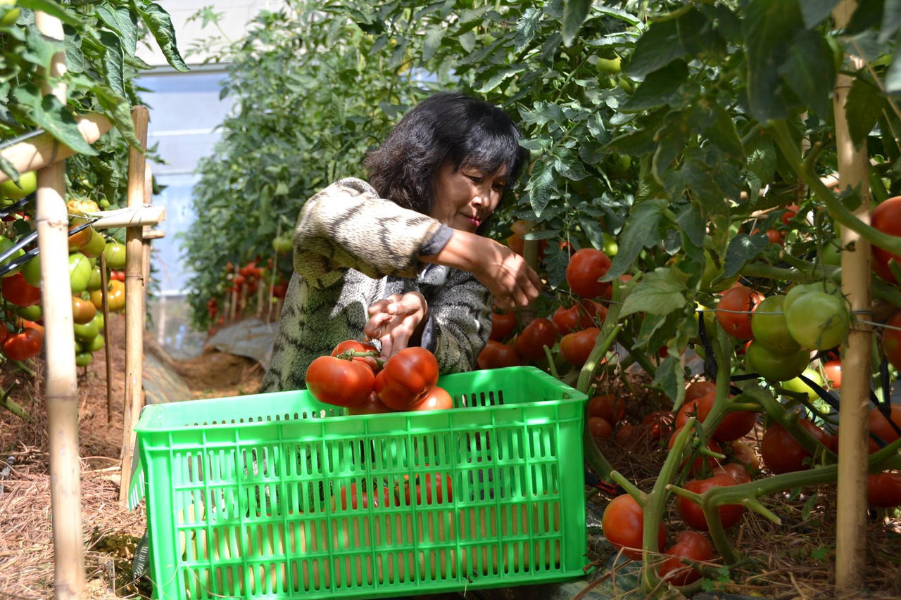 Chuyên gia kiến nghị giải pháp bảo vệ thương hiệu nông sản Đà Lạt