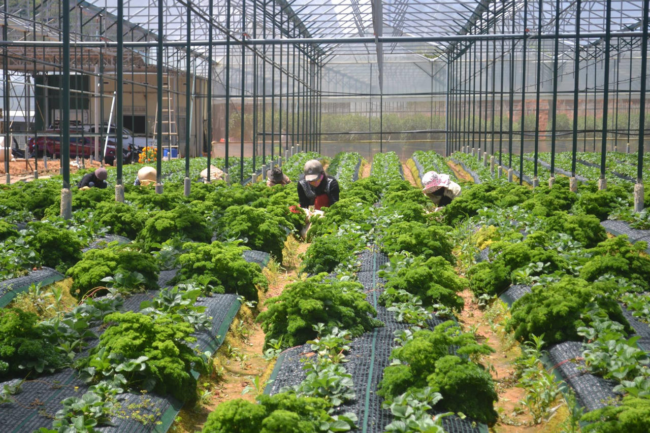 Chuyên gia kiến nghị giải pháp bảo vệ thương hiệu nông sản Đà Lạt