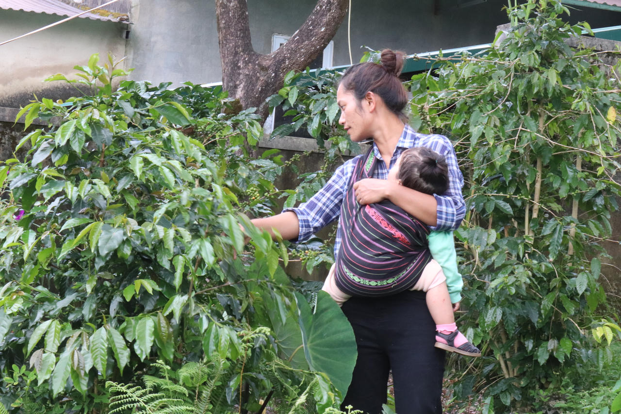 Khát vọng cà phê Tây Nguyên - Bài 1: Hành trình nâng tầm cà phê K’Ho dưới chân núi Langbiang