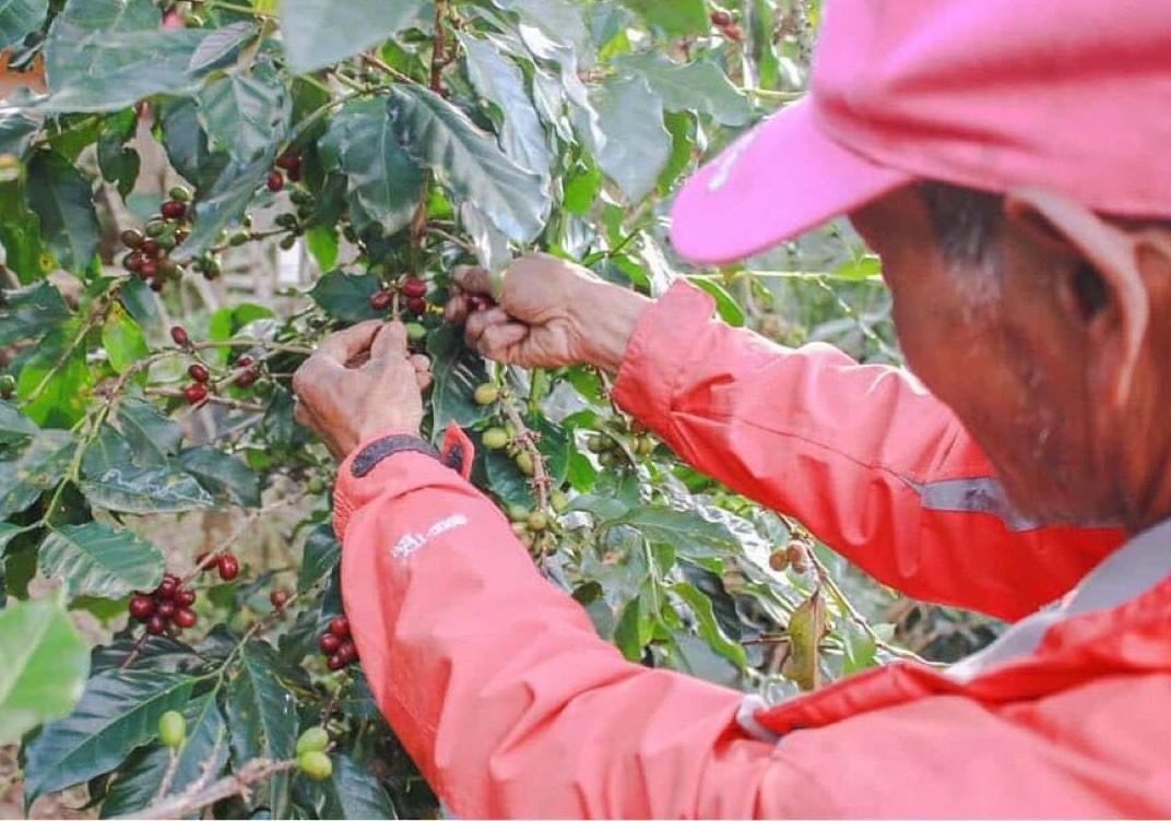 Khát vọng cà phê Tây Nguyên - Bài 1: Hành trình nâng tầm cà phê K’Ho dưới chân núi Langbiang