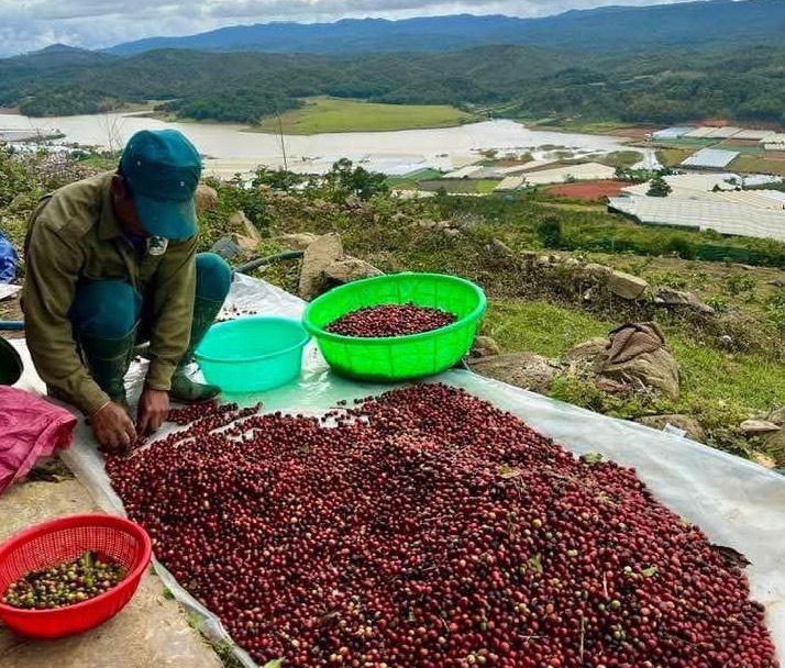 Khát vọng cà phê Tây Nguyên - Bài 1: Hành trình nâng tầm cà phê K’Ho dưới chân núi Langbiang