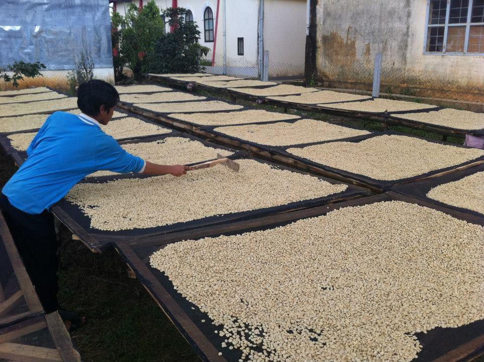 Khát vọng cà phê Tây Nguyên - Bài 1: Hành trình nâng tầm cà phê K’Ho dưới chân núi Langbiang