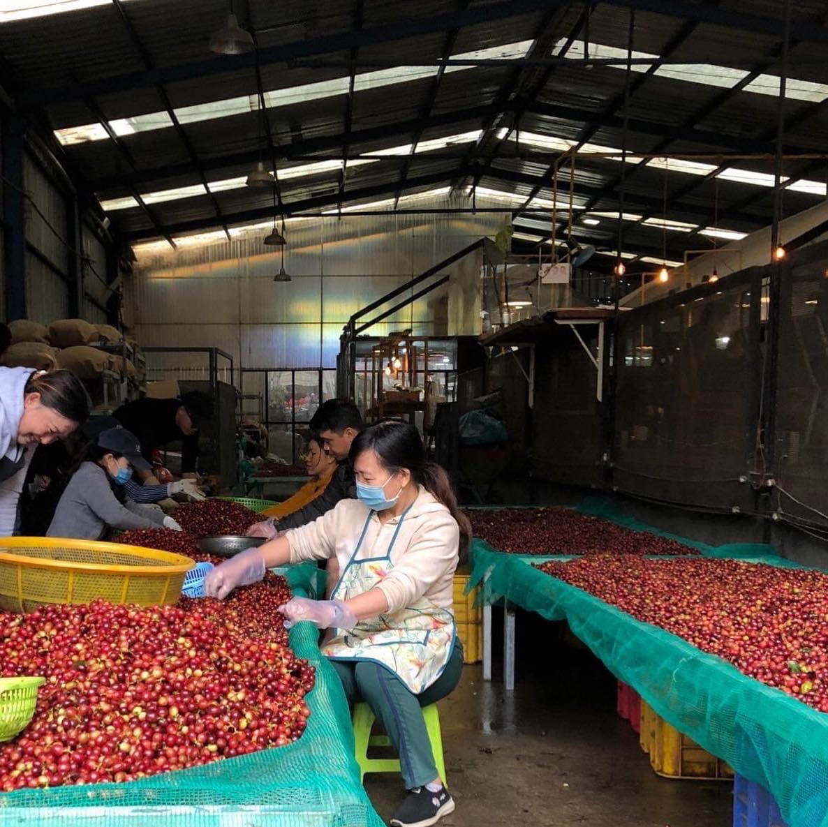 Khát vọng cà phê Tây Nguyên - Bài 2: Triết lý kinh doanh đậm màu sắc nhân văn của cà phê Là Việt