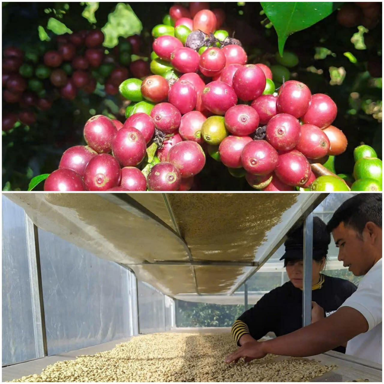 Khát vọng cà phê Tây Nguyên - Bài 3: Xây dựng thương hiệu cà phê của buôn làng để giữ rừng