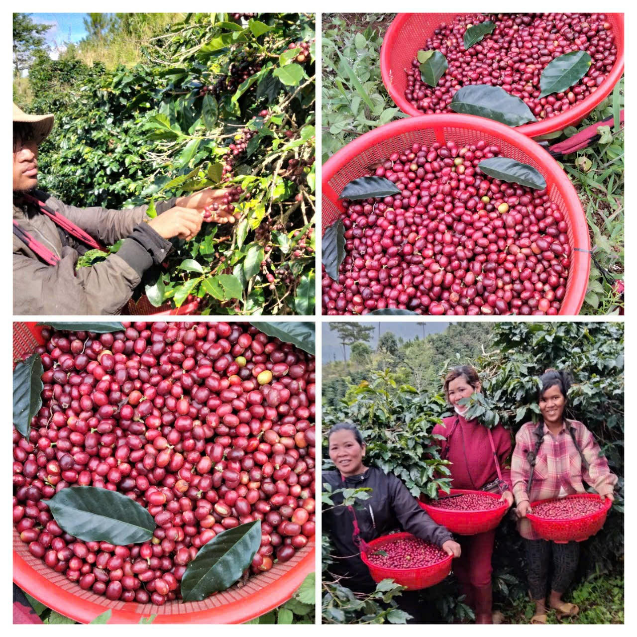 Khát vọng cà phê Tây Nguyên - Bài 3: Xây dựng thương hiệu cà phê của buôn làng để giữ rừng