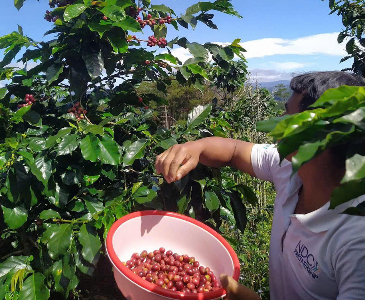 Khát vọng cà phê Tây Nguyên - Bài 3: Xây dựng thương hiệu cà phê của buôn làng để giữ rừng