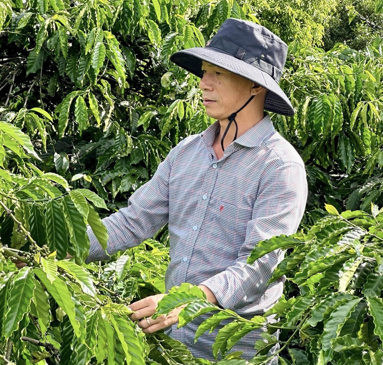 Khát vọng cà phê Tây Nguyên - Bài 7: Những ly cà phê có nắng của Ngon Avatar