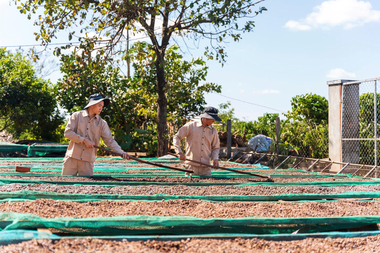 Khát vọng cà phê Tây Nguyên - Bài 7: Những ly cà phê có nắng của Ngon Avatar