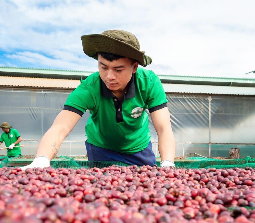 Khát vọng cà phê Tây Nguyên - Bài 7: Những ly cà phê có nắng của Ngon Avatar