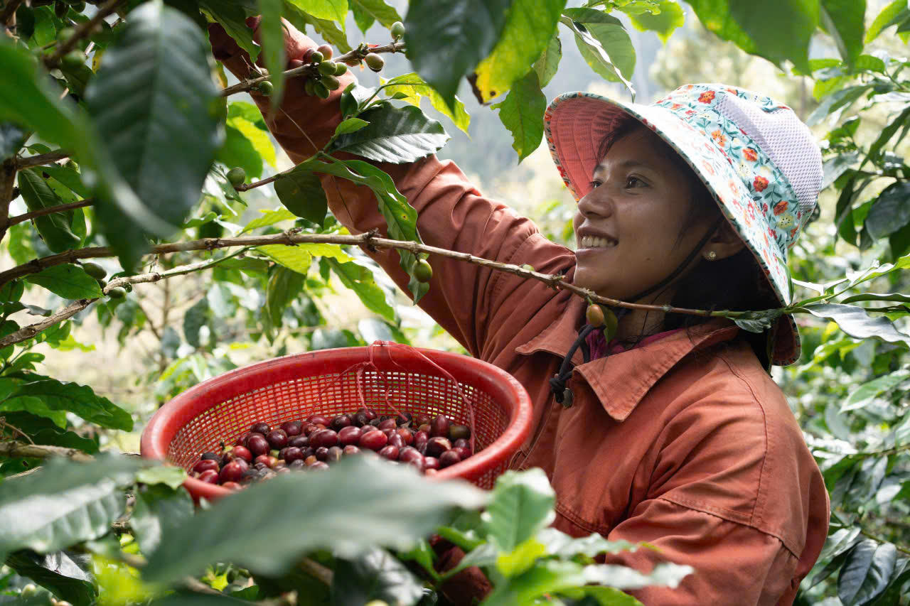 Khát vọng cà phê Tây Nguyên - Bài 8: Tiềm năng cà phê xứ lạnh Kon Tum