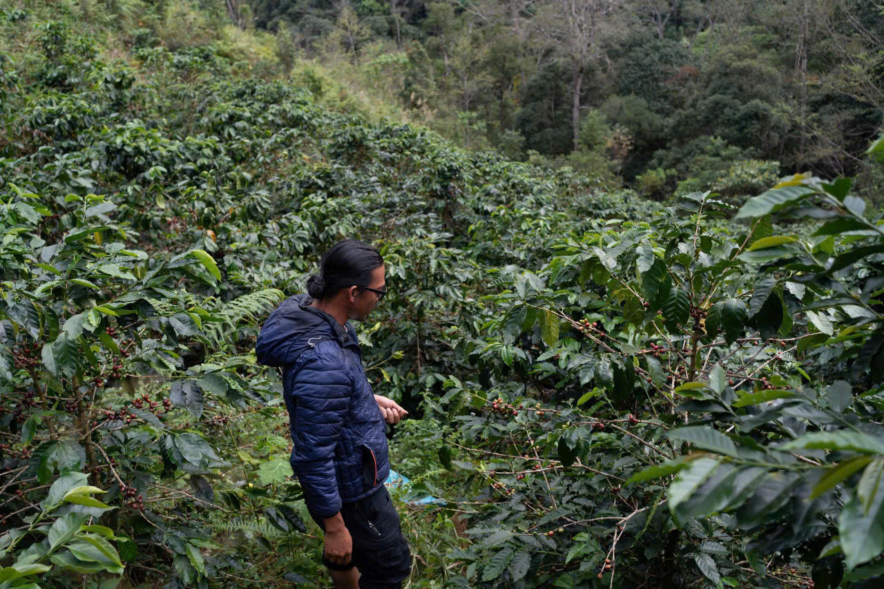 Khát vọng cà phê Tây Nguyên - Bài 8: Tiềm năng cà phê xứ lạnh Kon Tum
