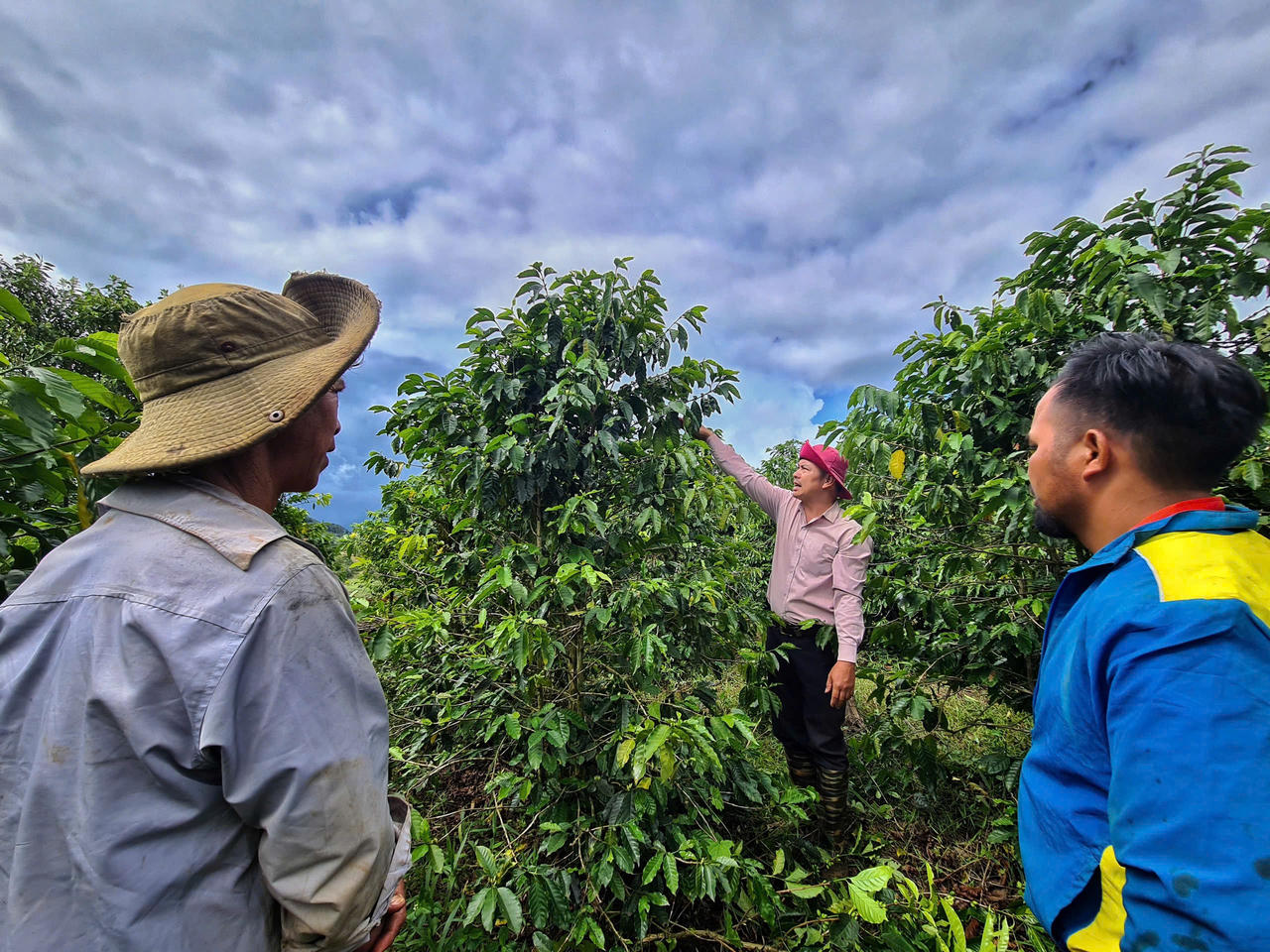 Khát vọng cà phê Tây Nguyên - Bài 8: Tiềm năng cà phê xứ lạnh Kon Tum