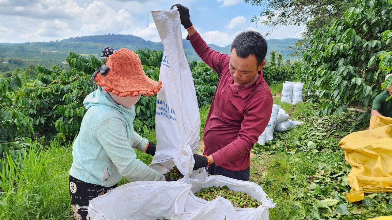 Khát vọng cà phê Tây Nguyên - Bài cuối: Nỗ lực khai phóng nguồn lực cà phê