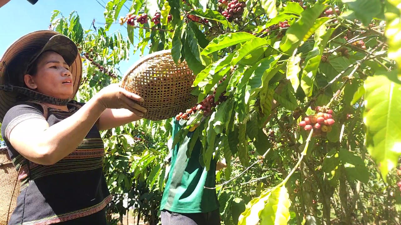 Khát vọng cà phê Tây Nguyên - Bài 9: Ưu tiên phát triển cà phê đặc sản, đẩy mạnh chế biến sâu