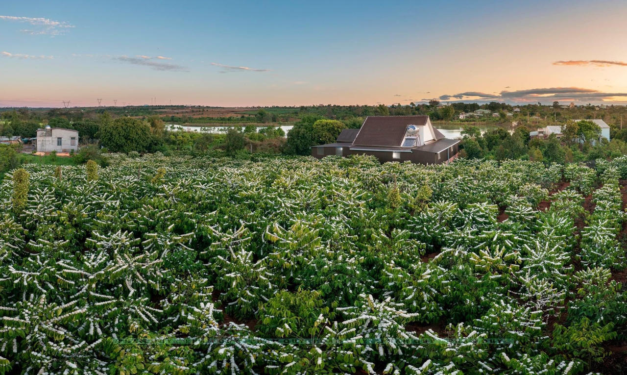 Khát vọng cà phê Tây Nguyên - Bài 9: Ưu tiên phát triển cà phê đặc sản, đẩy mạnh chế biến sâu