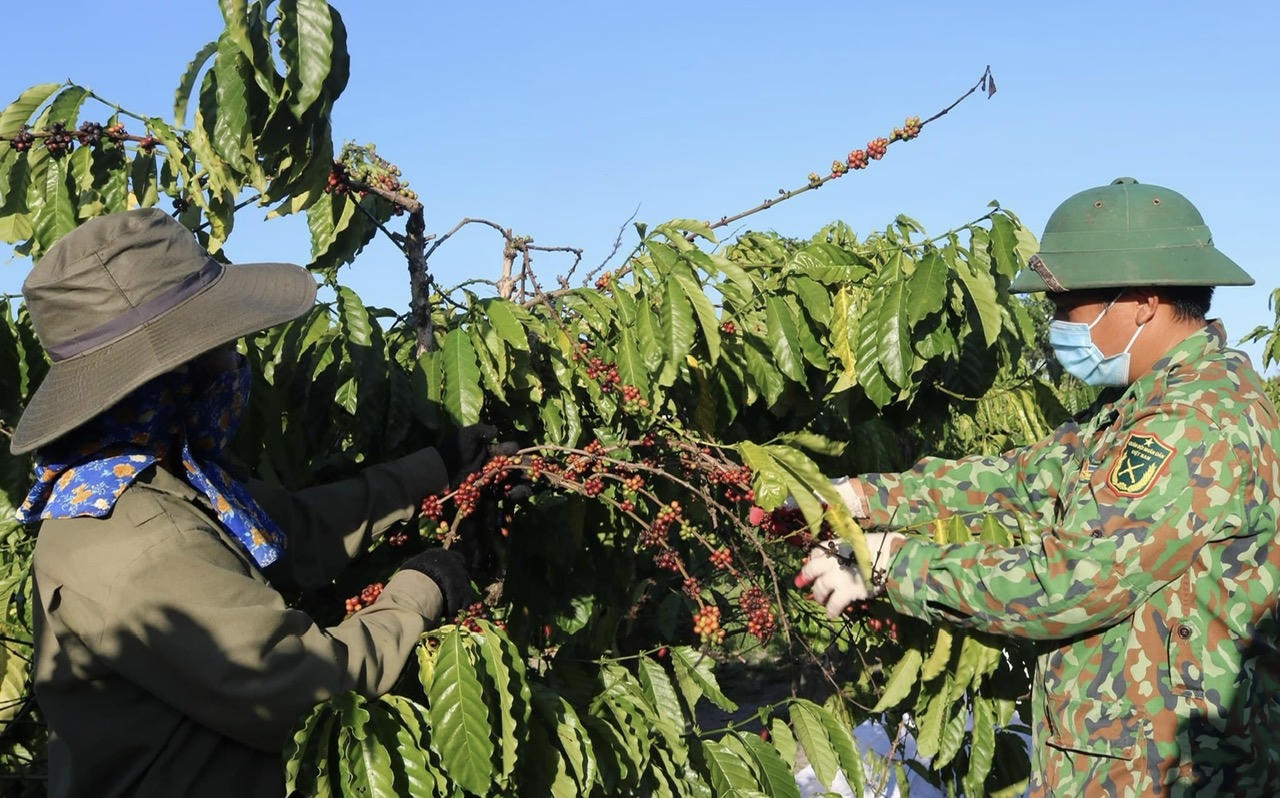 Khát vọng cà phê Tây Nguyên - Bài cuối: Nỗ lực khai phóng nguồn lực cà phê