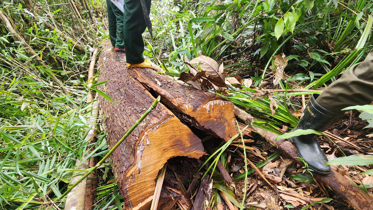 Nhân viên Công ty Lâm Nghiệp “bắt tay” lâm tặc khai thác gỗ trái phép