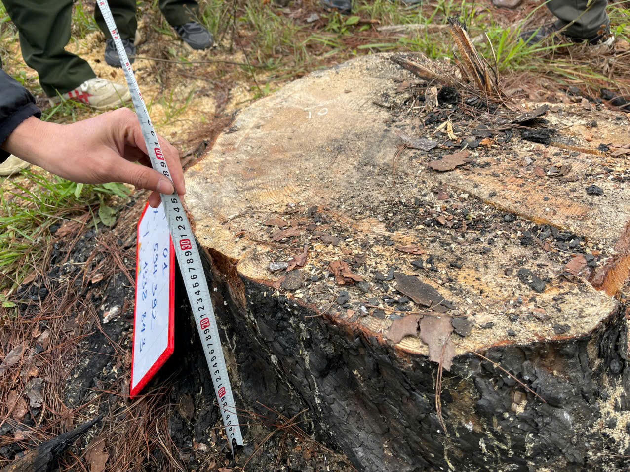 Công an Lâm Đồng tạm giữ 3 đối tượng khai thác lâm sản trái phép