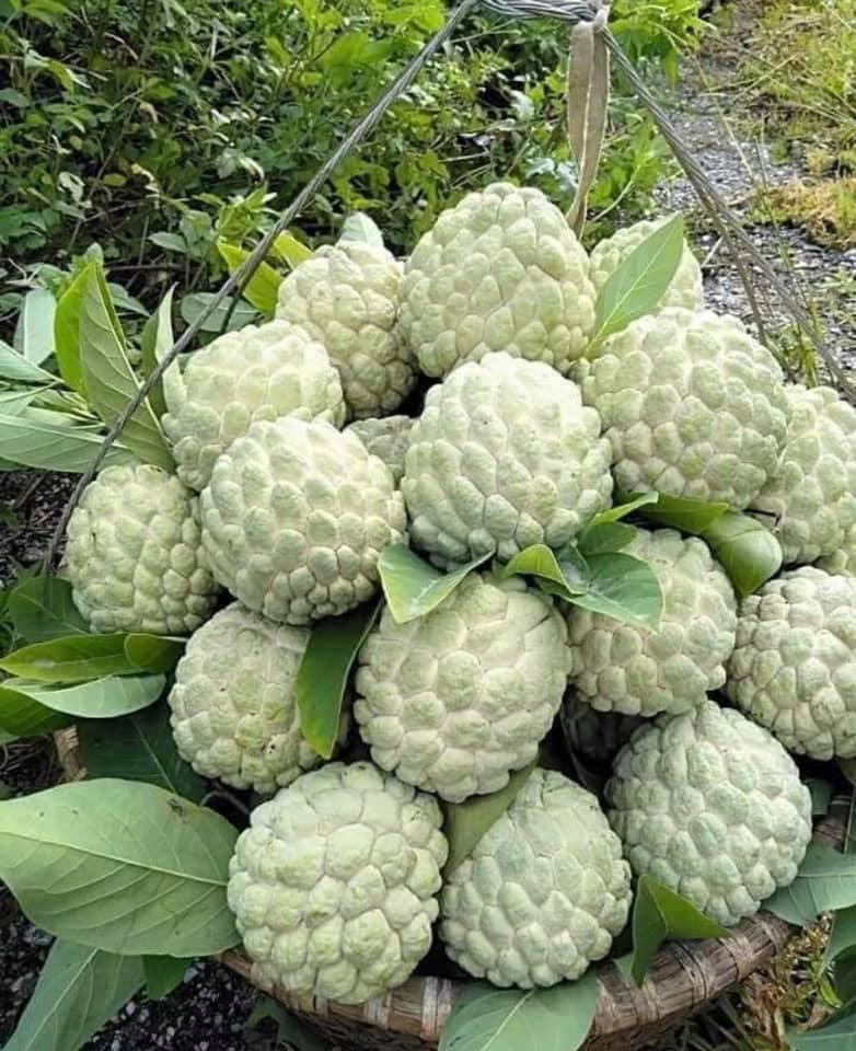 Lạng Sơn nỗ lực tiêu thụ vựa na hơn 1.200 tỷ đồng 