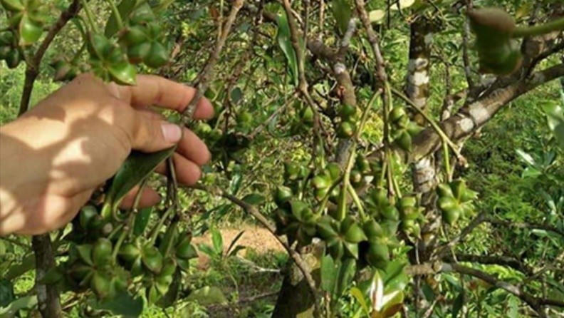 Nhiều người nhập viện do trèo cây hồi ở Lạng Sơn