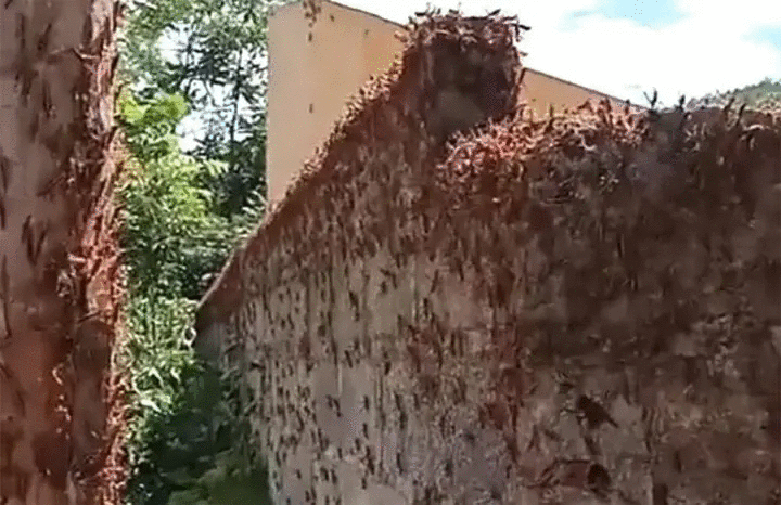 Đàn châu chấu lạ xuất hiện tại Lạng Sơn