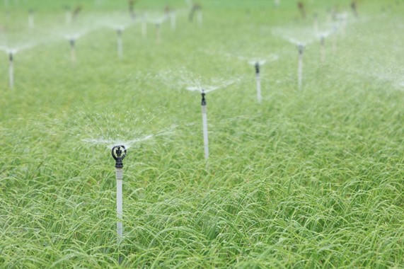 Nam Ngư cùng bà con đảo Lý Sơn đón Tết nối dài niềm vui vụ mùa bội thu 