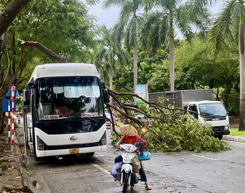  Hà Nội: Mưa lớn, gió to khiến cây đổ đè lên người đi đường