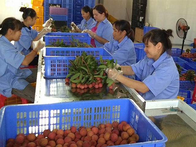 Sắp kết thúc vụ vải thiều, Bắc Giang thu trên 5.700 tỷ đồng